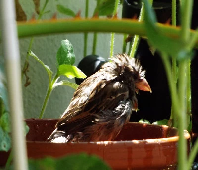 Spatz