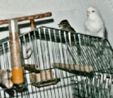 voegel